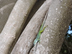 Anolis bimaculatus