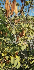 Cercis siliquastrum