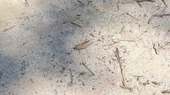 Apotropis tricarinata