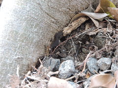Sphaerodactylus sabanus