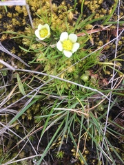 Ranunculus millanii
