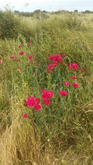 Dianthus caryophyllus
