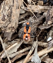 Melanerythrus mactans