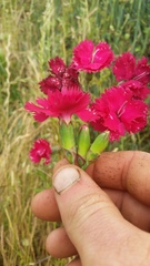 Dianthus caryophyllus