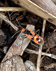 Melanerythrus mactans