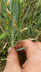 Dianthus caryophyllus