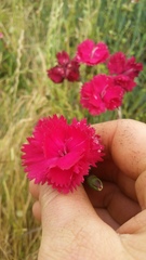 Dianthus caryophyllus