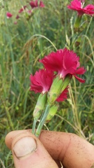 Dianthus caryophyllus