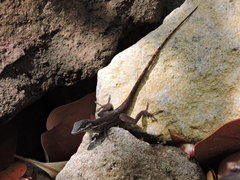 Anolis bimaculatus