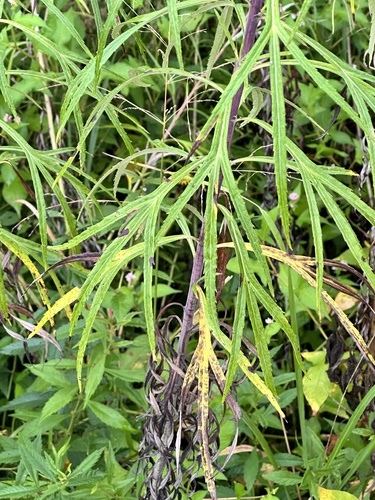 Artemisia selengensis, photograph 5