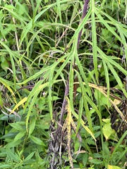 Artemisia selengensis, photograph (c) Tatyana Petrenko, some rights reserved (CC BY)
