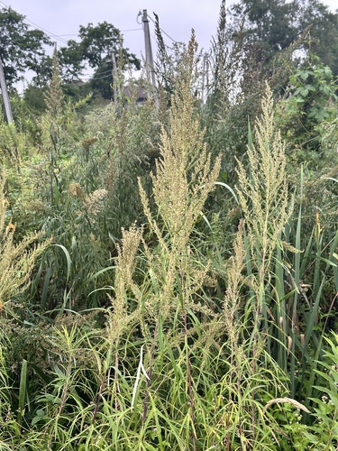 Artemisia selengensis, photograph 6