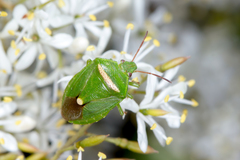 Ocirrhoe unimaculata