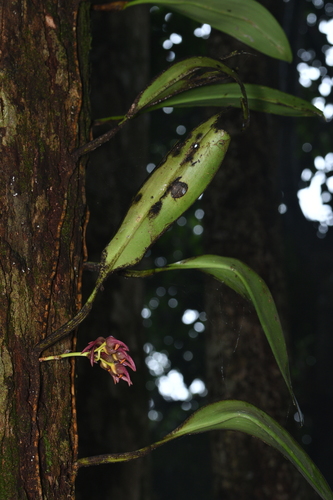 Bulbophyllum aeolium Ames 2