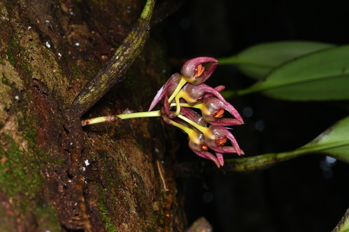 Bulbophyllum aeolium Ames 3
