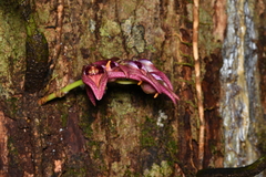 Bulbophyllum aeolium