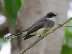 Rhipidura rufiventris