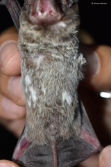 Eumops nanus