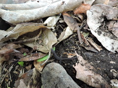 Sphaerodactylus sabanus