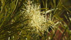 Grevillea striata