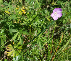 Geranium oreganum