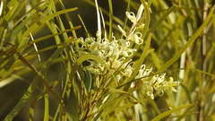 Grevillea striata