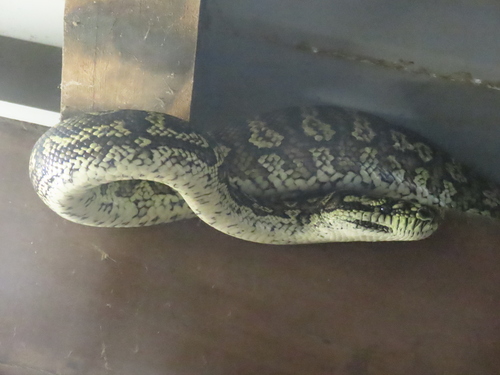 Coastal Carpet Python sighting