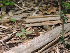 Alsophis rufiventris