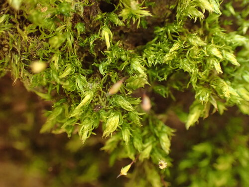 Daltonia splachnoides observed 2025-08-22