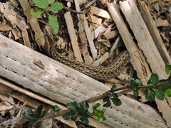 Alsophis rufiventris