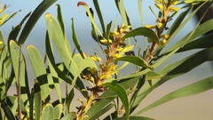 Persoonia falcata