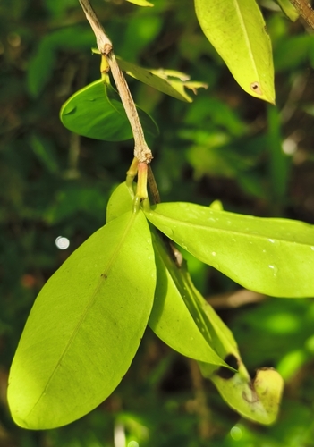Chamguava gentlei