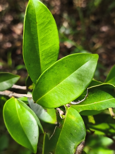 Chamguava gentlei, photograph 2