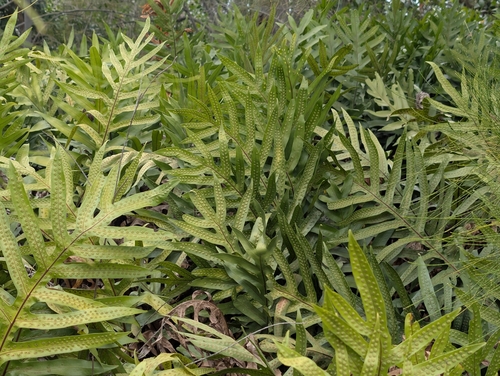 Microsorum grossum