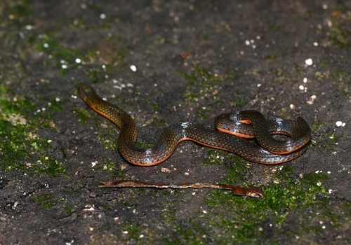 Yellow-bellied Reed Snake