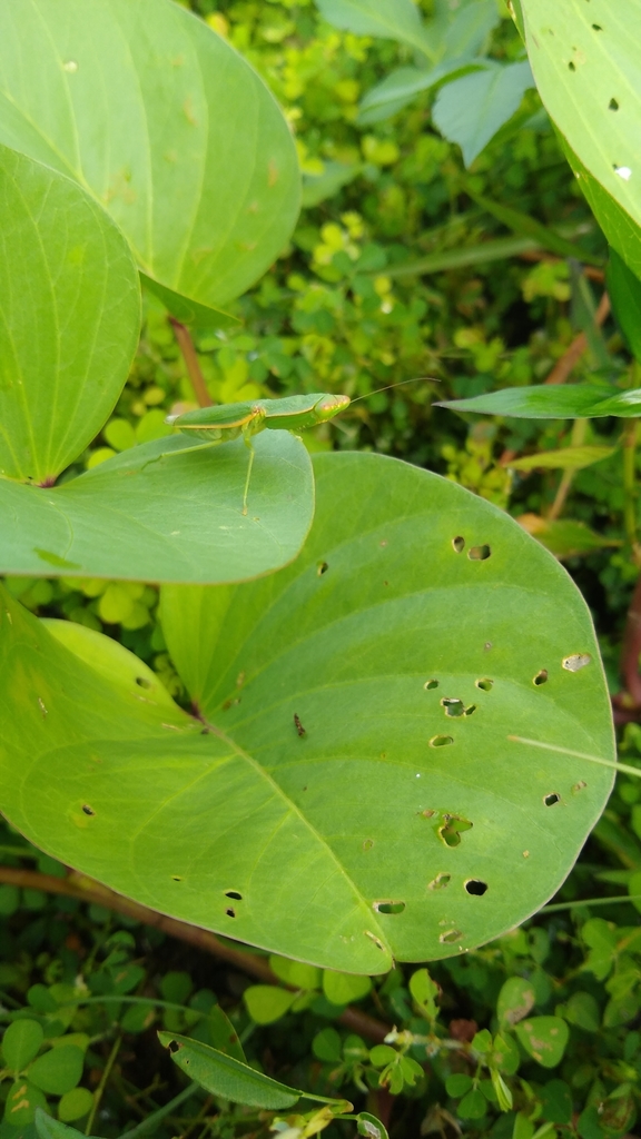 Burmeister Mantid