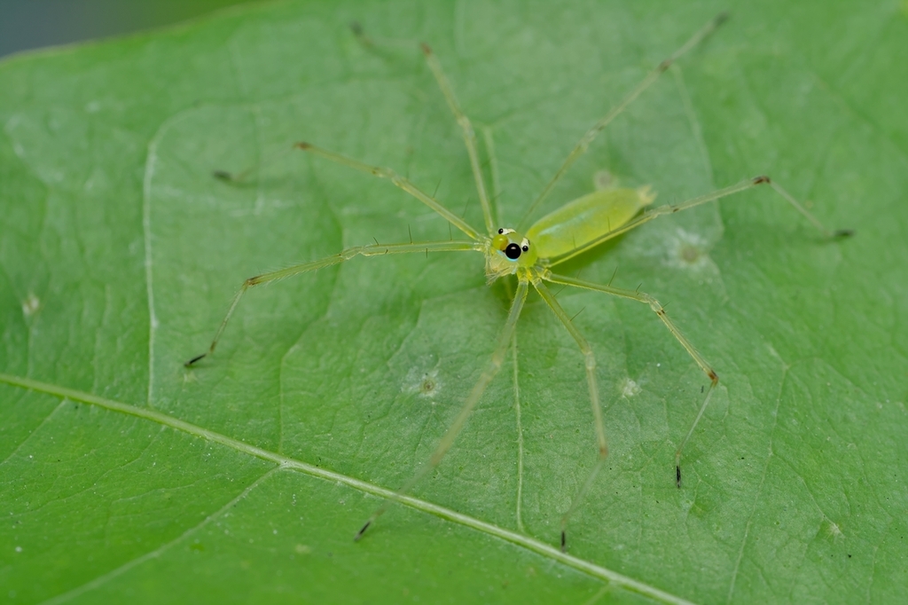 Chinoscopus gracilis