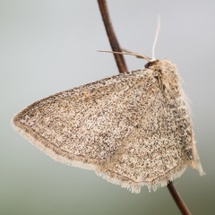 Scopula virgulata