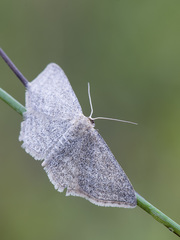 Scopula virgulata