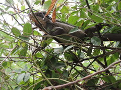 Iguana delicatissima