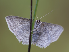 Scopula virgulata