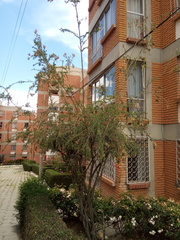 Cantua