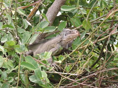 Iguana delicatissima