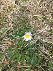 Brachyscome decipiens