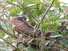 Iguana delicatissima