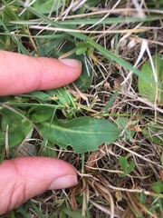 Brachyscome decipiens