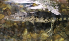 Crocodylus mindorensis
