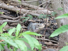 Iguana delicatissima