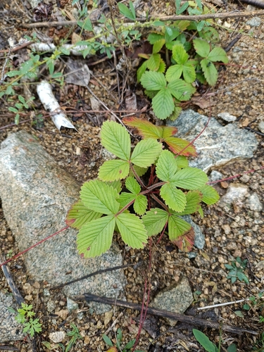 Oriental strawberry (Fragaria orientalis)