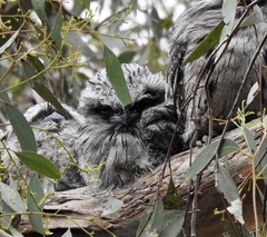 Podargus strigoides